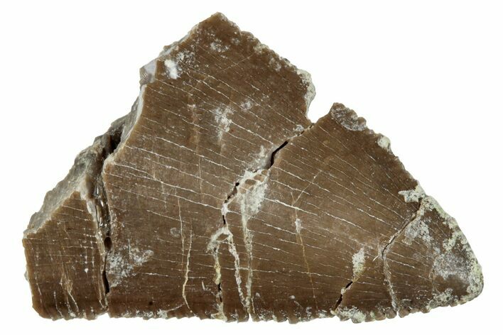 Serrated Carnosaurian Dinosaur (Allosaurus) Tooth Tip - Colorado #286503